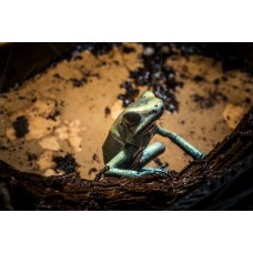 Rana Flecha menta - Phyllobates terribilis